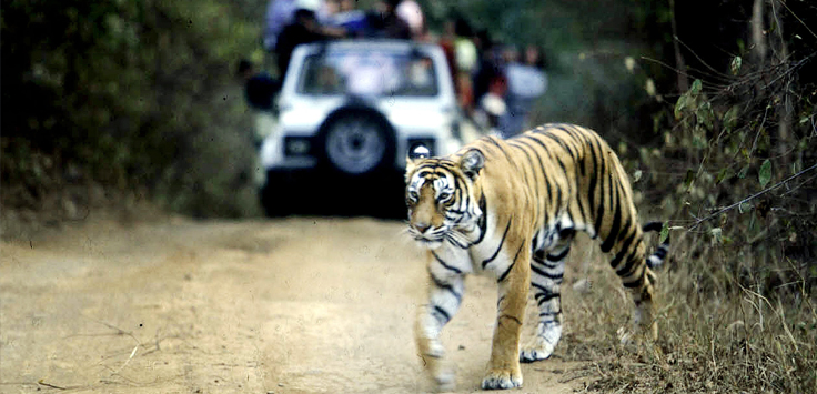 Golden Triangle Tour with Ranthambore