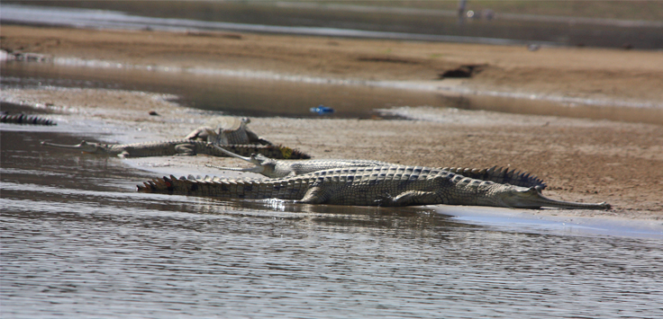 Chambal Safari Tour